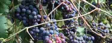 Вирощування винограду Агат Донський