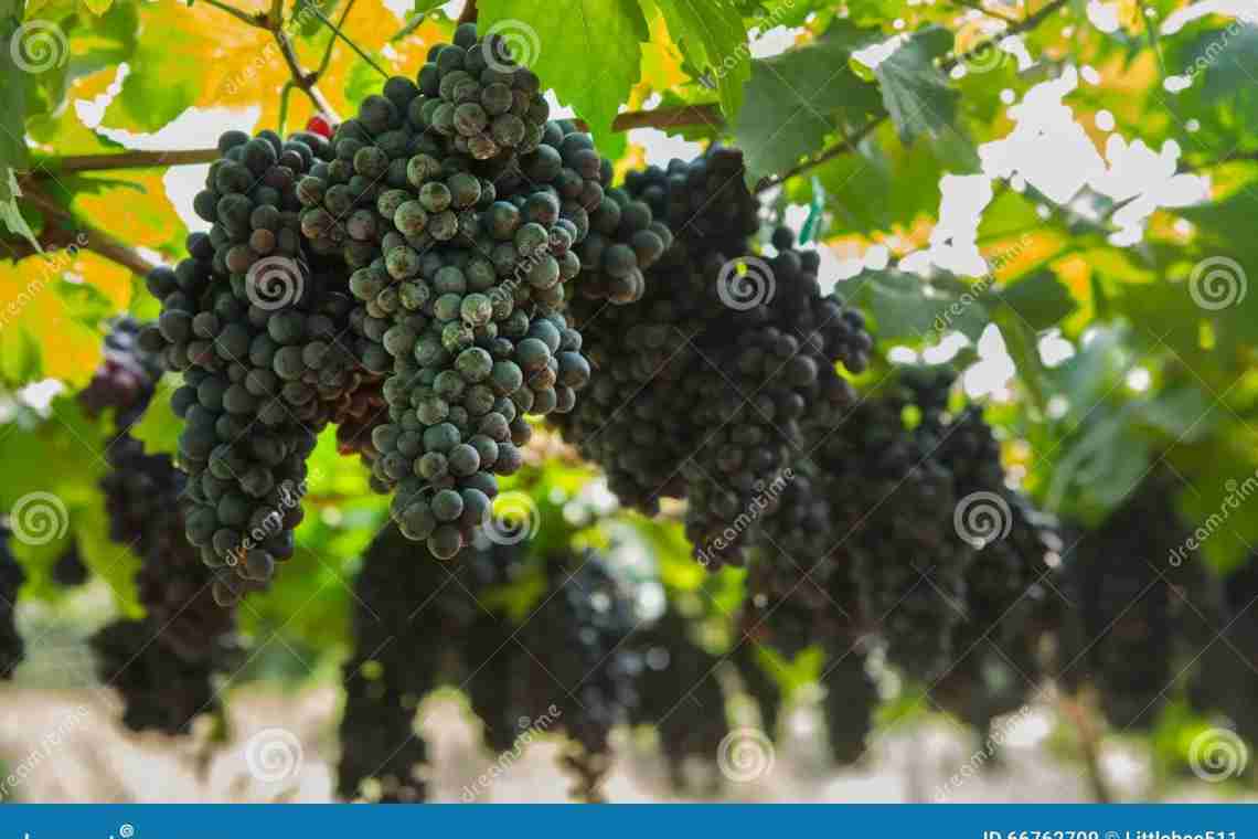 Сорт винограду Блек Гранд