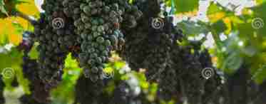Сорт винограду Блек Гранд