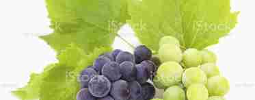 Чим корисний білий виноград