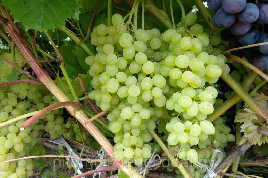 Опис зеленого винограду Кишмиш
