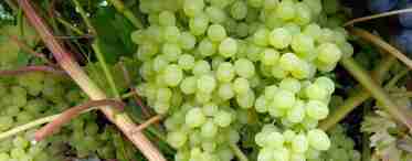 Опис зеленого винограду Кишмиш