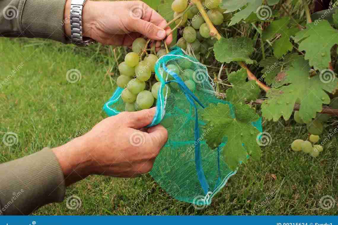 Застосування Рятувальника для винограду