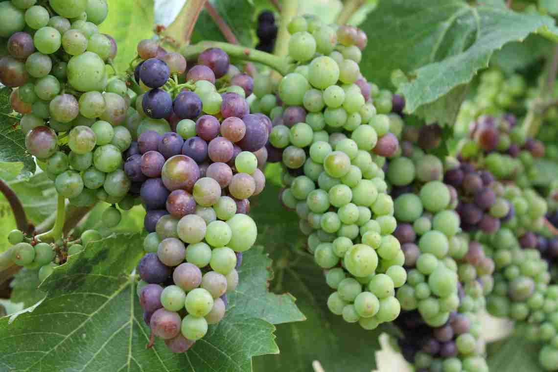Особливості винограду Хамелеон