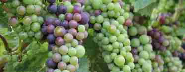 Особливості винограду Хамелеон