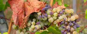 Біля винограду сохнуть ягоди і вянуть пензлі