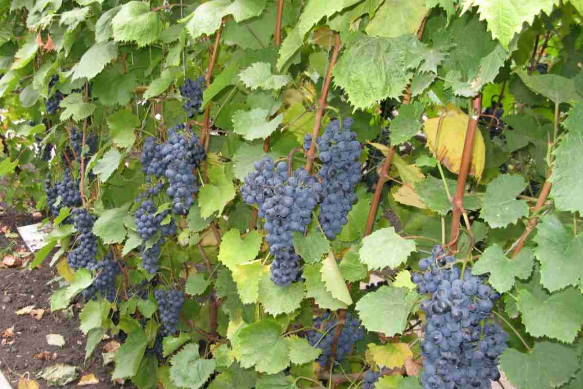 Як вирощувати виноград Північний плечистик