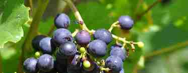 Рівень кислотності винограду