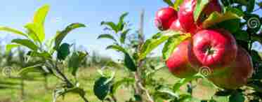 Вирощування яблуні Башкирська красуня