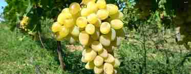Характеристика сорту винограду Феномен