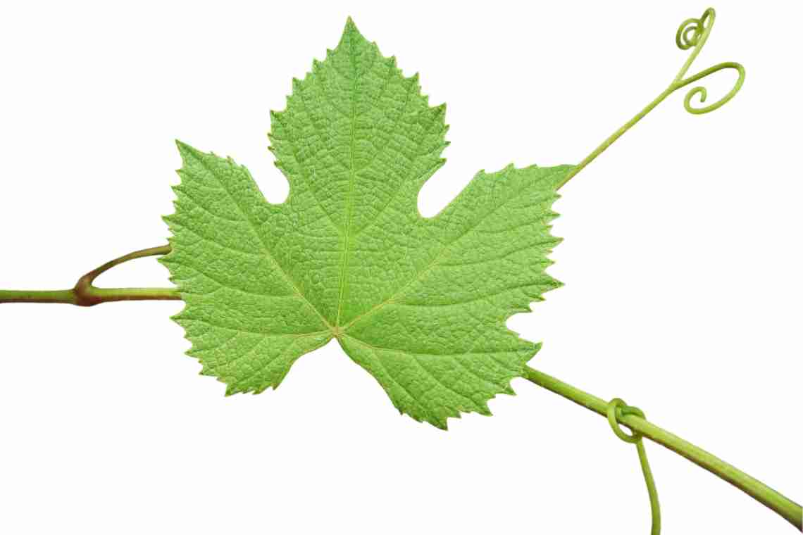 Причини побажання листя винограду