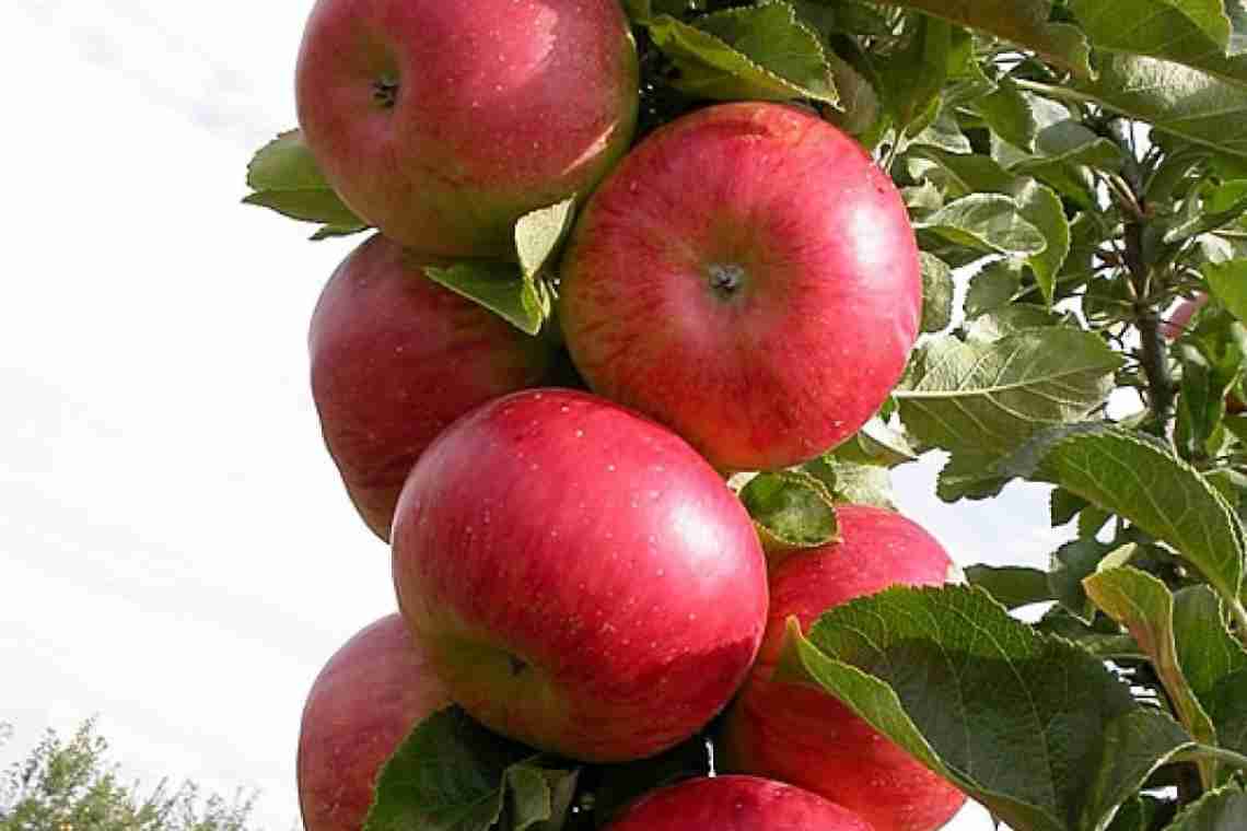 Колоновидна яблуня Сузір'я