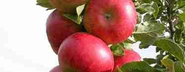 Колоновидна яблуня Сузір'я