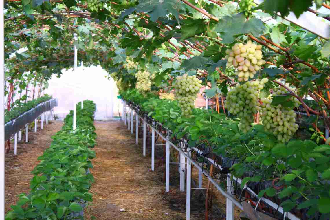 Вирощування винограду Маринівський