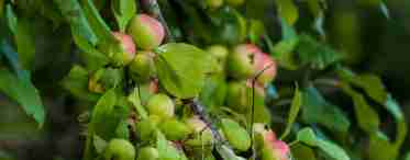 Вирощування яблуні Лісова
