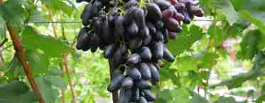 Сорт винограду Велика