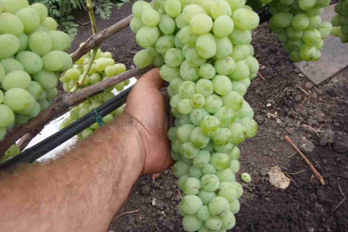 Червоний виноград і його особливості