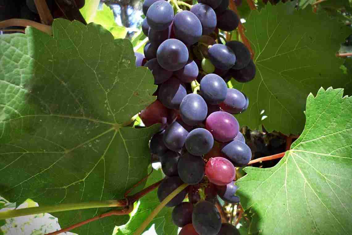 Опис сорту винограду Августа