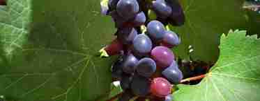 Опис сорту винограду Августа