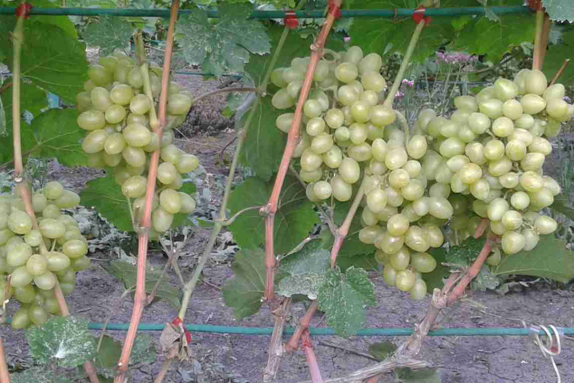 Опис сорту винограду Продюсер