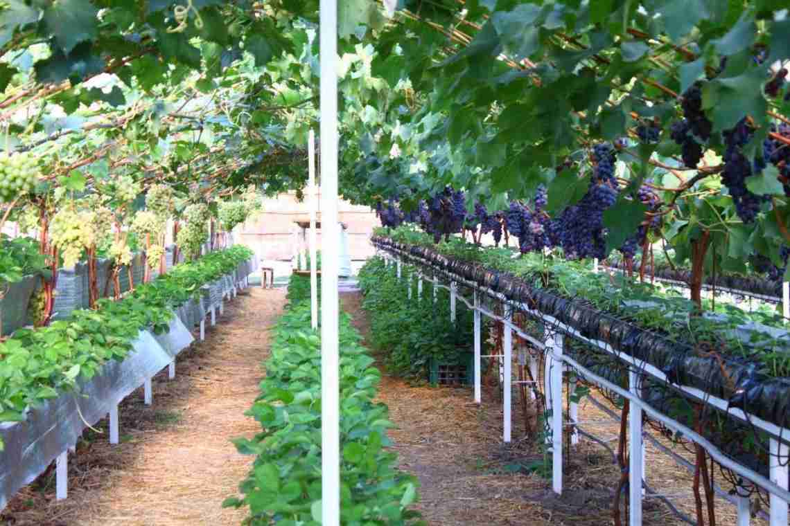 Вирощування винограду Чорний Перли