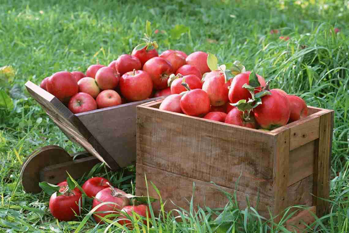 Як правильно збирати яблука