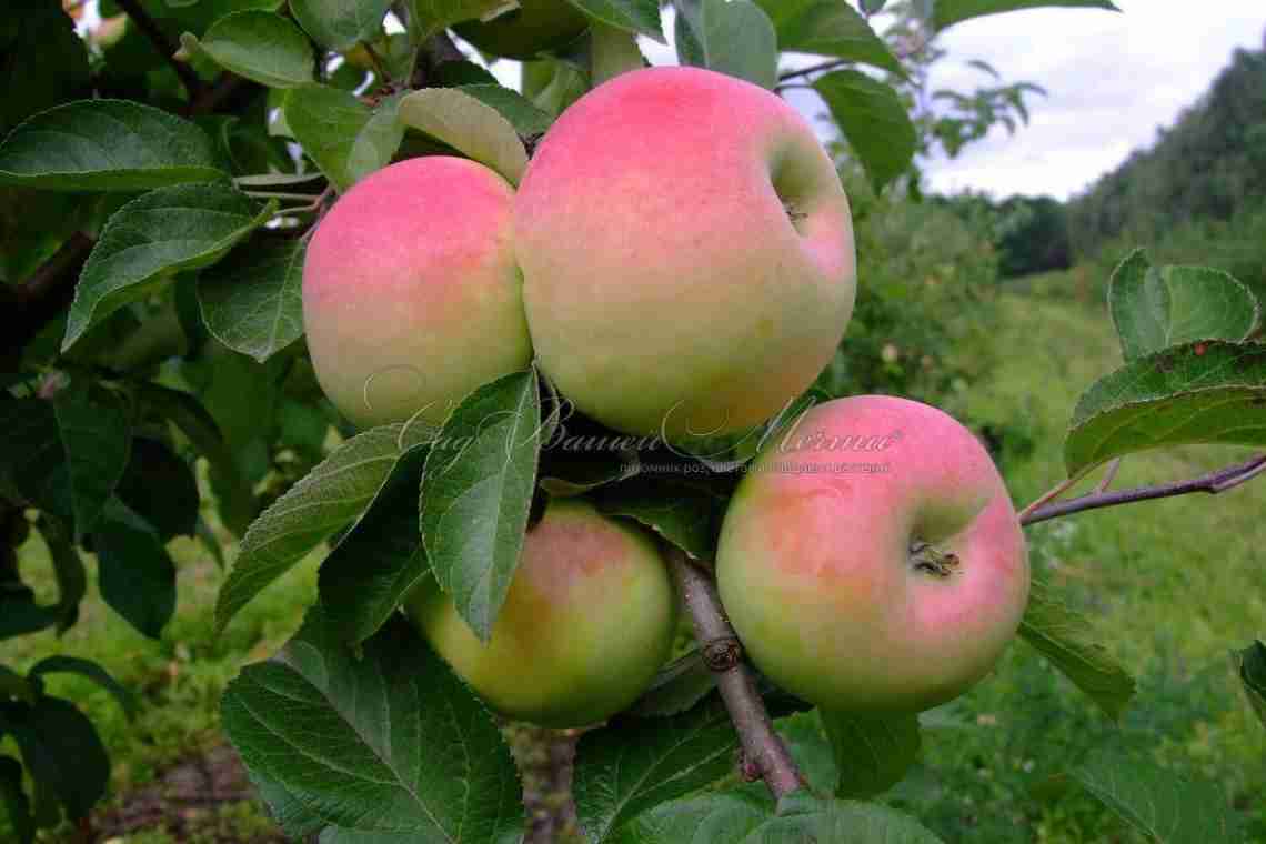 Опис яблуні сорту Б'юті Роял