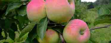 Опис яблуні сорту Б'юті Роял