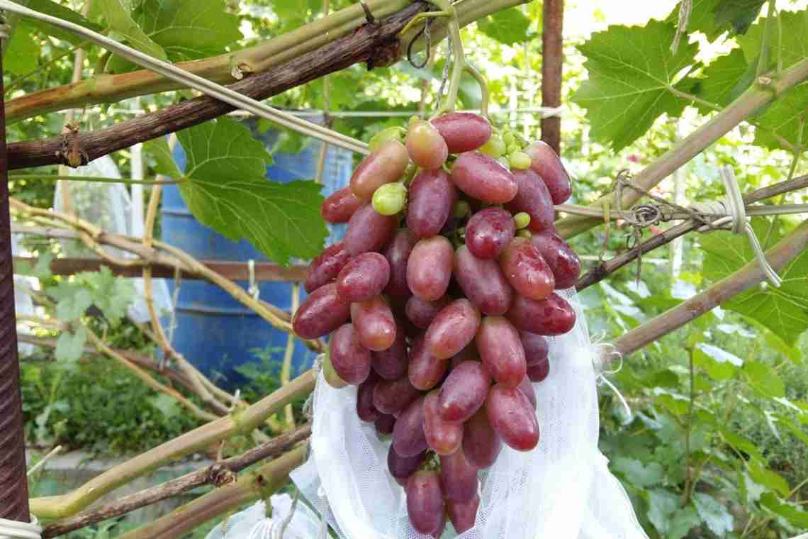 Опис винограду Талдун