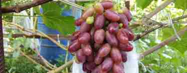 Опис винограду Талдун