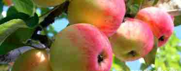 Сорт яблуні Добра новина