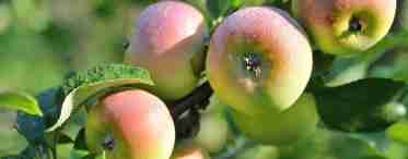 Опис яблуні Краси Свердловська