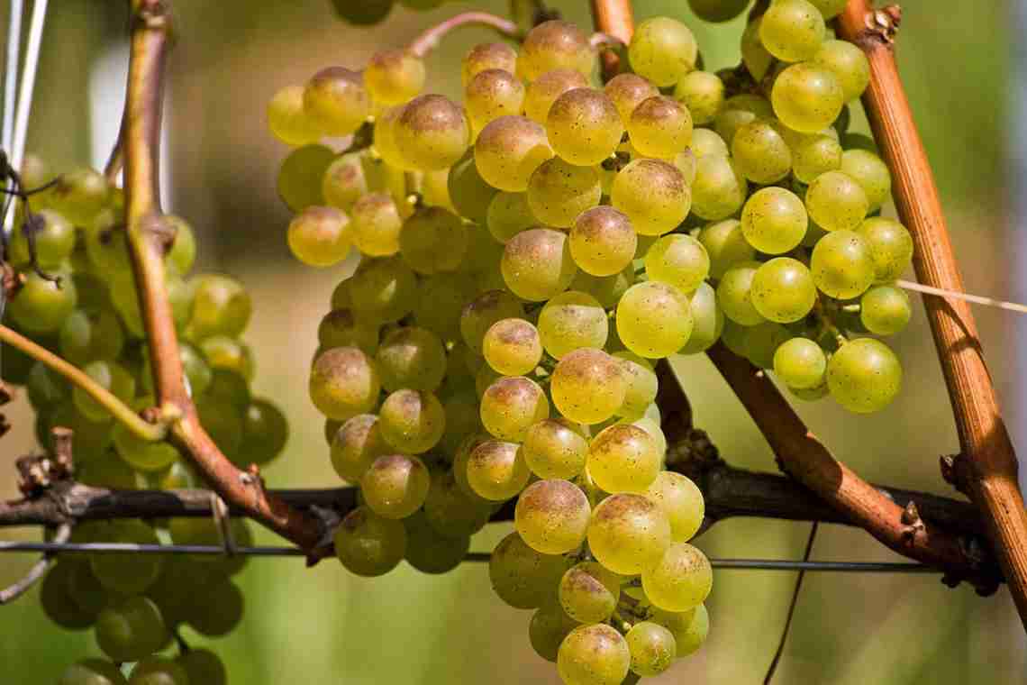 Опис сорти винограду Біанка