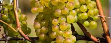 Опис сорти винограду Біанка