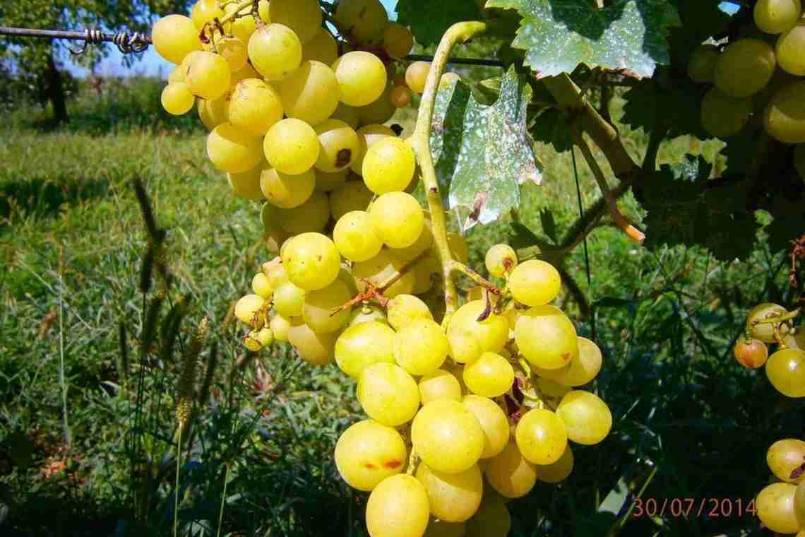 Вирощування сорту винограду селекції Потапенко