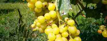 Вирощування сорту винограду селекції Потапенко