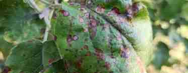 Причини і лікування білого нальоту на листях яблуні