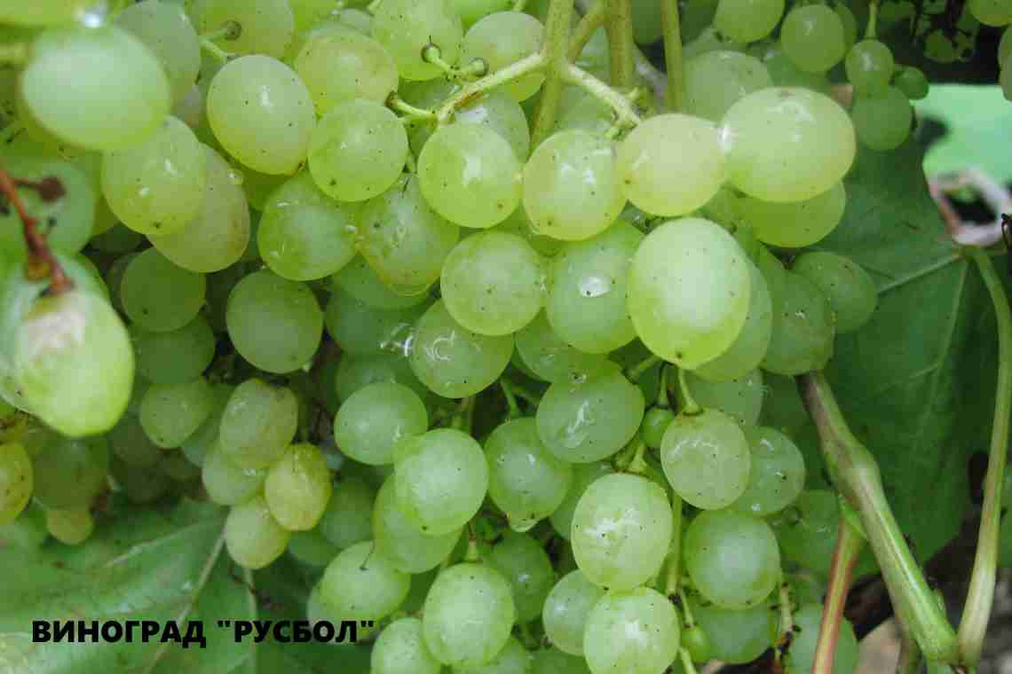 Вирощування винограду Русбол