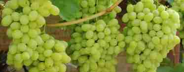 Опис сорти винограду Красова Дону