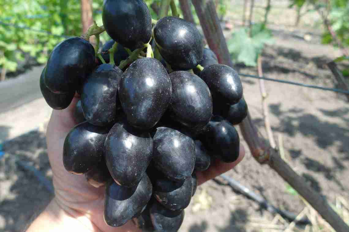 Вирощування винограду Ромбік