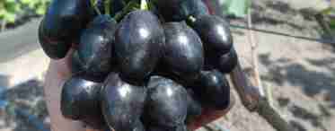 Вирощування винограду Ромбік