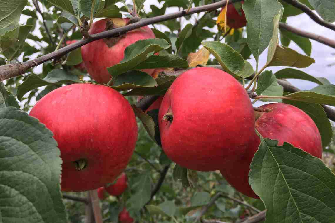 Опис яблуні Баяна