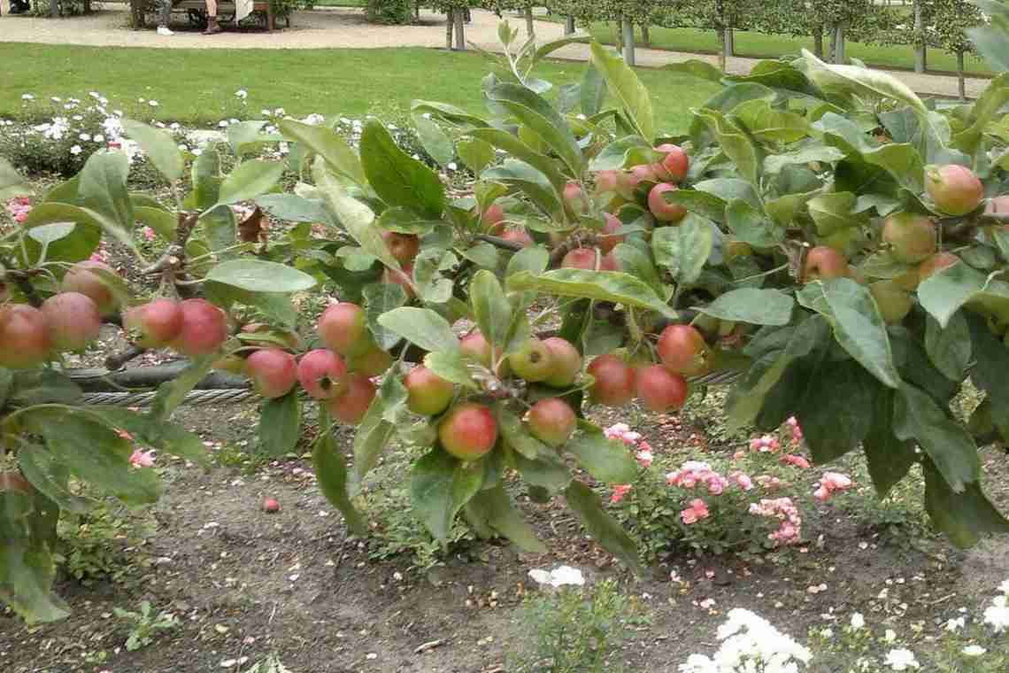Вирощування яблуні Ягідна
