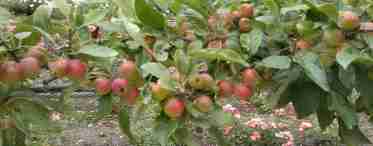 Вирощування яблуні Уральське рожеве