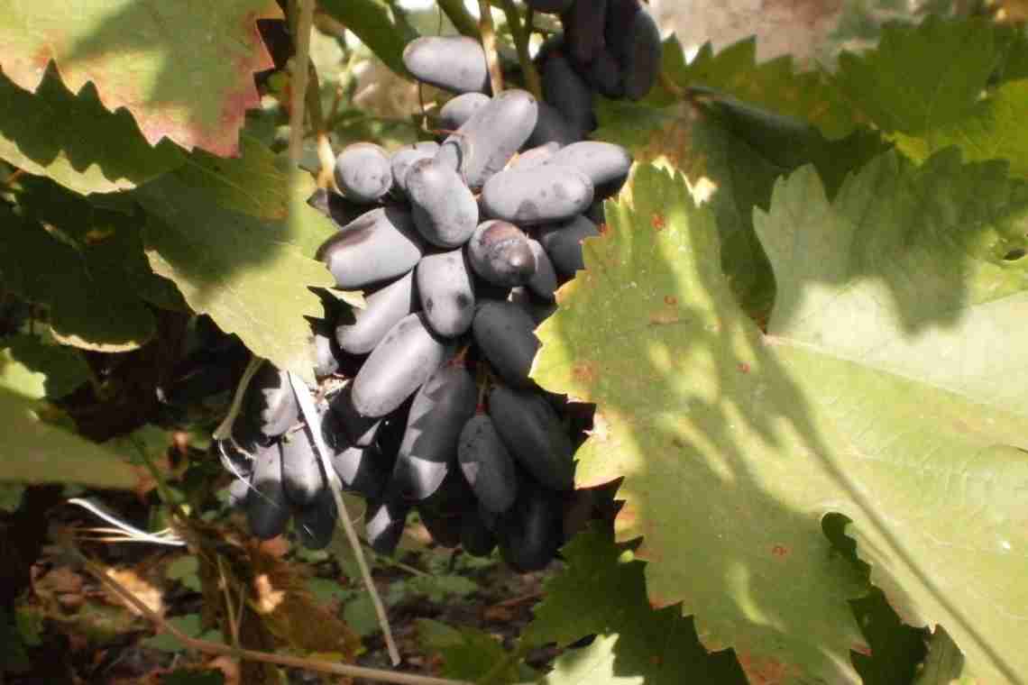 Опис сортів винограду кишмиш