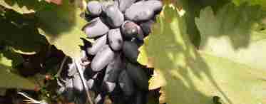 Опис сортів винограду кишмиш