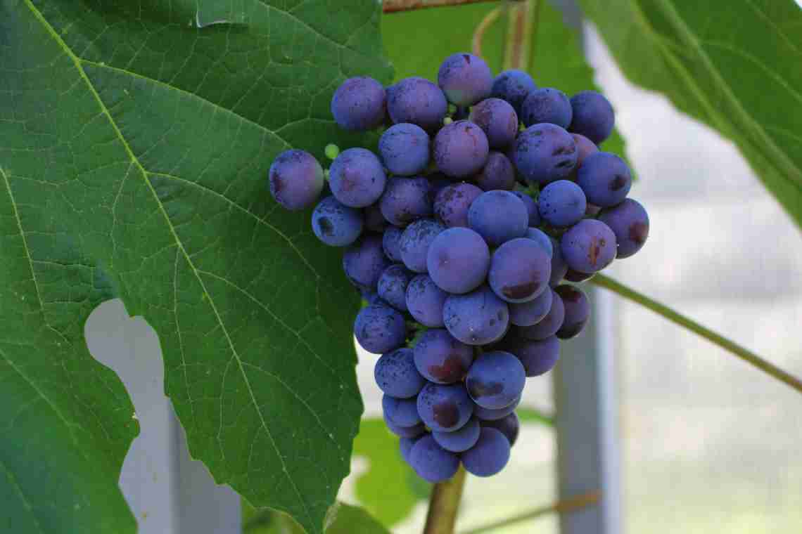 Вирощування винограду Богема