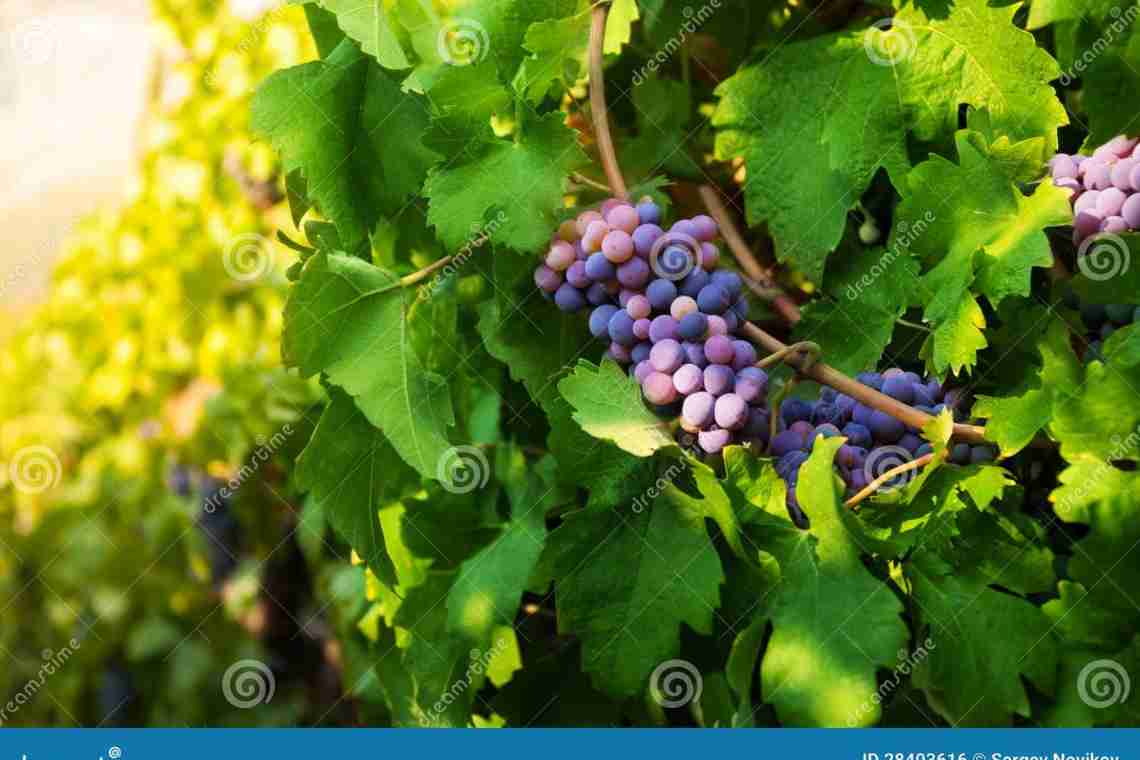 Корисні властивості аркуша винограду