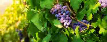Корисні властивості аркуша винограду