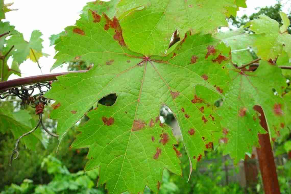 Лікування хвороб листя винограду